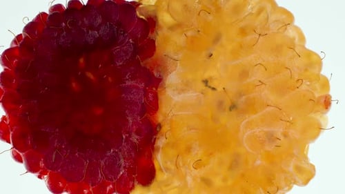 Red and Yellow Raspberries Flattening Under Glass