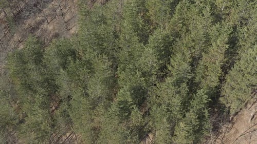 Nadelbäume im Wald 4K Drohnenvideo