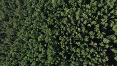 Aerial View From Drone on Summer Forest
