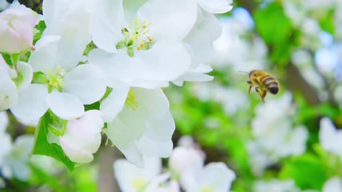 Bienen-Apfel