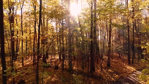 Colorful Autumn Forest Wood