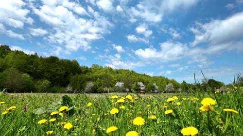 Sunny Meadow with Dandelions and Trees