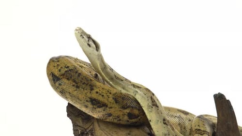 Boa colombina o boa constrictor imperator en gancho de madera aislado en blanco