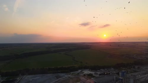 Scenic Sunset Over Green Fields with Flying Birds