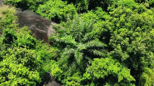Aerial spin down above Lush green jungle plants trees and leaves and big stones