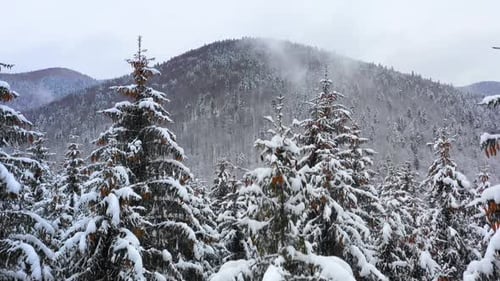 Mountain forest in winter season. Snowy tree branch in a view of the winter forest. Winter landscape