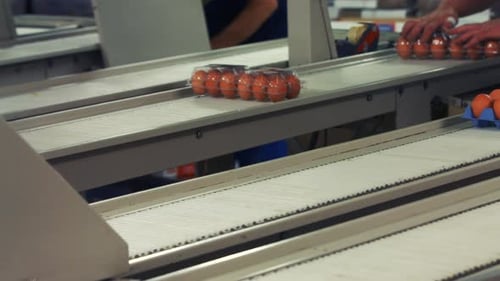 Eggs cartons moving on the production line