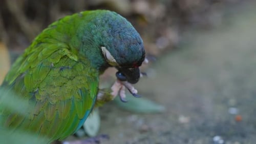 BlueWinged Macaw Chewing On Stone
