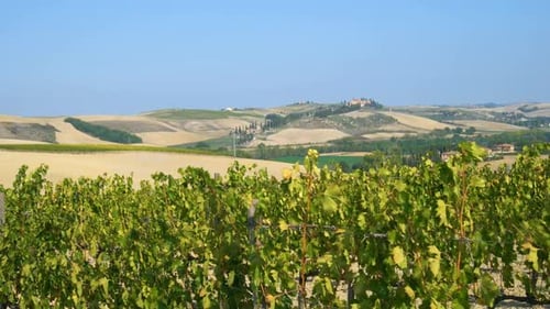 Vineyard Landscape in Tuscany Italy