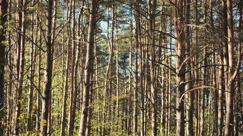 The Trunks of the Trees Sway in the Slight Breeze on a Spring Day