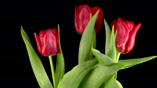 Red Tulips Blooming in Time Lapse, Close Up