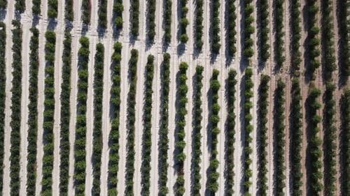 Aerial Row Garden