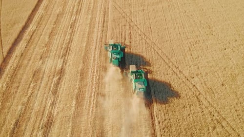 Aerial View on the Harvesters Working on the Large Wheat Field. Harvesting Agricultural Golden Ripe