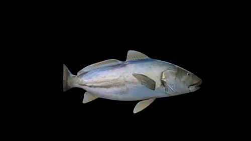 4K realistischer Fisch