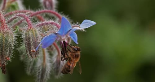European Honey Bee, apis mellifera, Bee Booting a Borage Flower, Pollination Act, Normandy