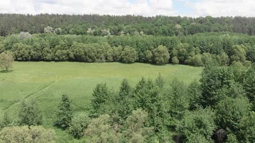 Forest and green trees