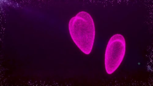 The Beating Of Two Hearts