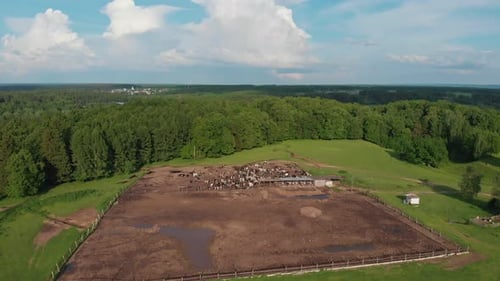 Cattle Breeding on a Large Green Field Near the Forest - Cows Grazing