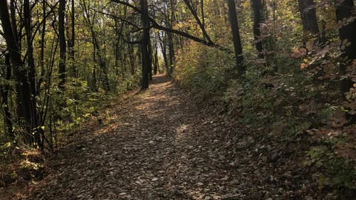 Scenery of nature by the autumn 3840X2160 UltraHD footage - Forest trail on sunny fall day 2160p 30