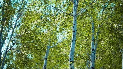 White Birch Trees in the Forest in Summer