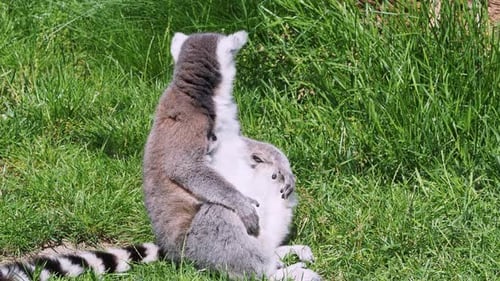 Ring-Tailed Lemur Sitting on Grass in Sunlight
