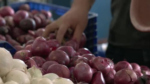 Close Up Farmer Putting Onion Bulbs Into Market Boxes