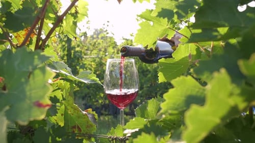 Pouring Red Wine in Agriculture Vineyard Field with Vine Grapes