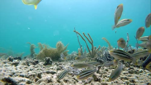 Colorful Seabed on the Coral Reef in the Caribbean Sea