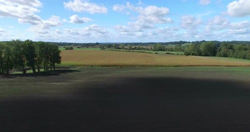Aerial view and travelling shot through lines of cornfield