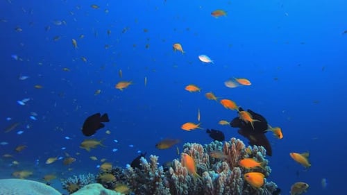 Underwater Fish and Coral Garden