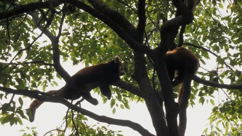 Two Red Pandas Resting Peacefully in Tree Branches