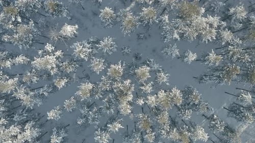 Aerial View Winter Forest Background