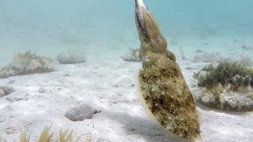 Cuttlefish Swimming Underwater in Clear Ocean Water