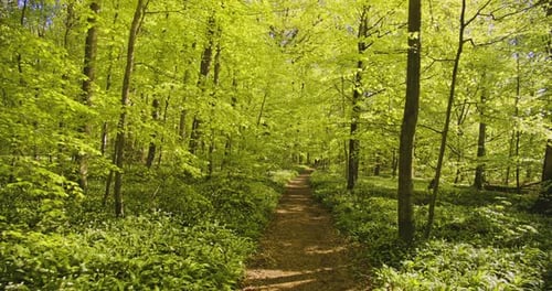 Tranquil Scenery Walking Along the Forest Path on a Sunny Day