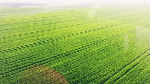 Grünes Feld in der Morgensonne - Luftaufnahme