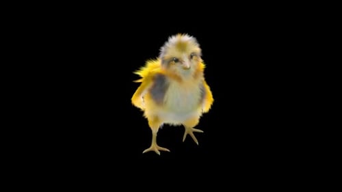Cute Fluffy Baby Chick Walking Animation with Alpha Channel