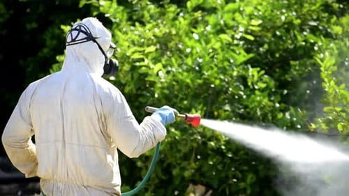 Landarbeiter sprühen giftige Pestizide oder Insektizide auf Obst- und Zitronenplantagen