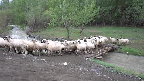 Sheep