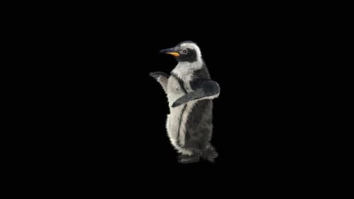 Penguin Dancing HD