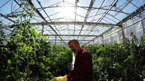 Adult Tending Plants in Sunny Greenhouse