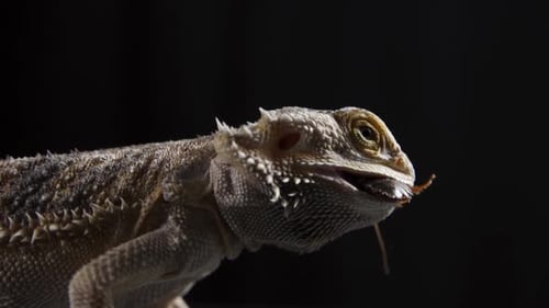 Pogona Vitticeps ou Dragon barbu