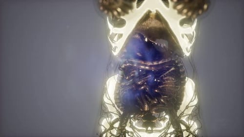 Futuristic Medical Scan of Human Body Anatomy and Organs