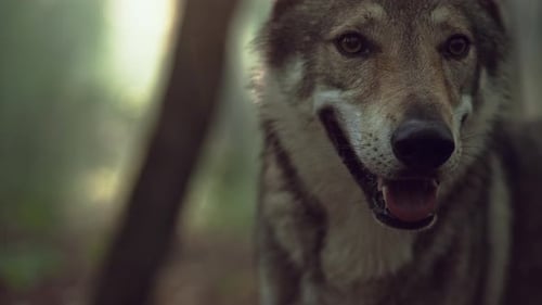 Slow Motion Closeup Video of a Wolf
