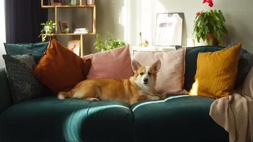 Retrato de perro Corgi
