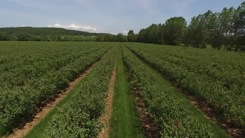 Aerial shot of blueberry farm