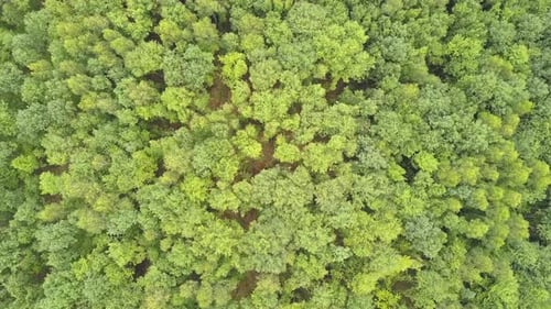 Top down aerial view of green summer forest with many fresh trees.