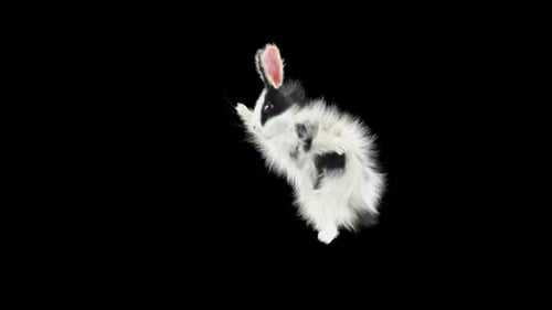 Animated Fluffy Rabbit Running and Hopping Loop