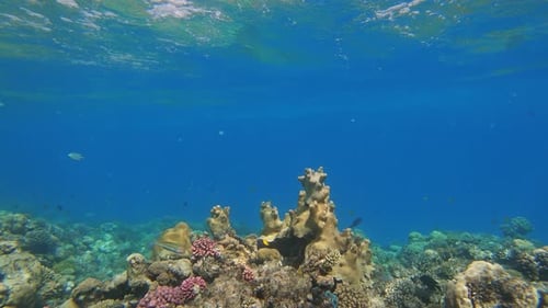 Many Fish Swim Among Corals in the Red Sea Egypt