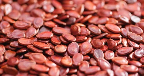 Red melon seed