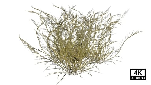 Dry Wild Grass Growing 4K